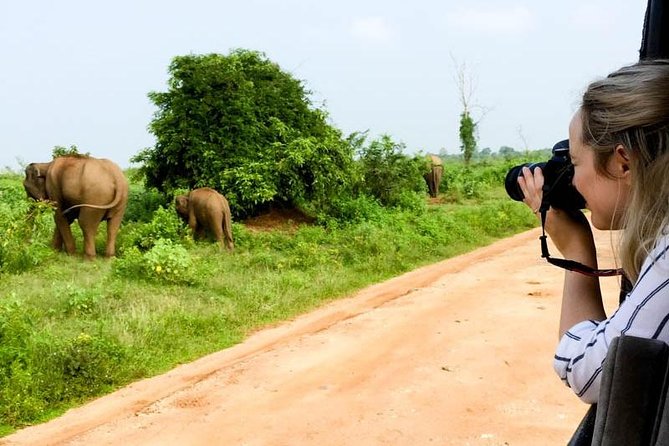 Yala Safari Day Trip from Bentota/ Kalutara/ Ahungalla/ Hikkaduwa - The jeep safari experience: off-road style and the leopard payoff
