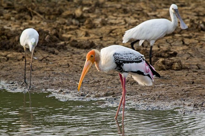 Yala Safari Day Trip from Bentota/ Kalutara/ Ahungalla/ Hikkaduwa - Lunch and small comforts: included food beats the usual scramble