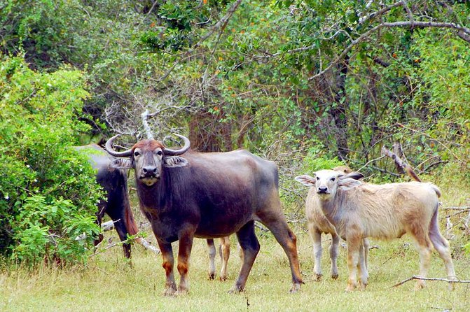 Yala Safari Day Trip from Bentota/ Kalutara/ Ahungalla/ Hikkaduwa - Price and value: what $200 covers (and why that helps)