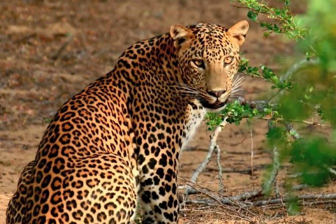 Yala Safari Day Trip from Bentota/ Kalutara/ Ahungalla/ Hikkaduwa - How long is the day, and what should you wear?