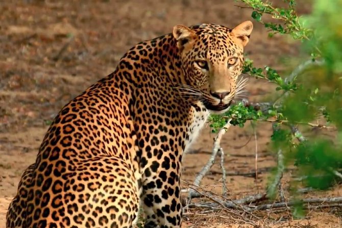 Yala Safari from Hambantota Port by BTM - Private & All Inclusive - Key Things I’d Focus On