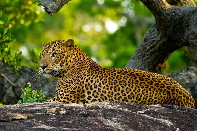 Yala Safari from Hambantota Port by BTM - Private & All Inclusive - The AC Transfer to the Park Entrance (Then the Off-Road Jeep)