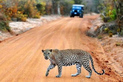 Yala Safari from Hambantota Port by BTM - Private & All Inclusive - Half-Day vs Full-Day in Yala: How Timing Changes Your Odds