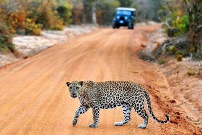 Yala Safari Private Day Trip with Return Transport -All Inclusive - Yala National Park: the 4-hour wildlife block