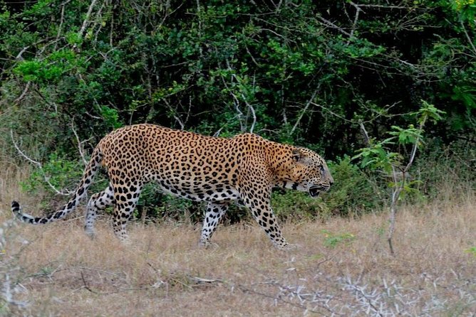 Yala Safari Private Day Trip with Return Transport -All Inclusive - Lunch and comfort: the part that keeps your day from falling apart