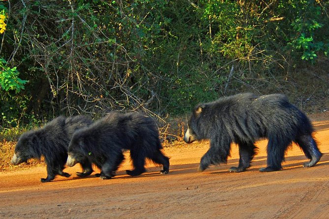 Yala Safari Private Day Trip with Return Transport -All Inclusive - The “Bentota Travel Mart” stop: what to expect