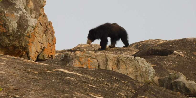 Yala Safari Tour from Hambantota Port area (Shore Excursion) - Quick Take: What Makes This Yala Safari Worth Your Time