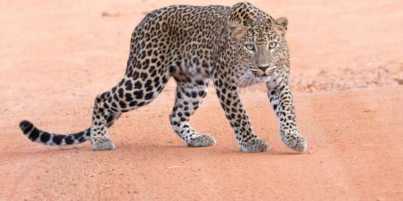 Yala Safari Tour from Hambantota Port area (Shore Excursion) - The 5-Hour Plan: How Your Time Gets Used Inside Yala