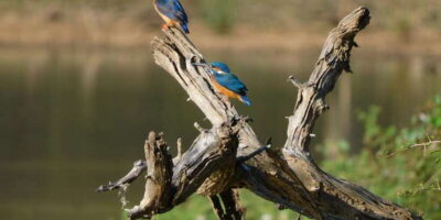 Yala Safari Tour from Hambantota Port area (Shore Excursion) - Price and Value for a 5-Hour Yala Safari (What’s Included, What’s Not)