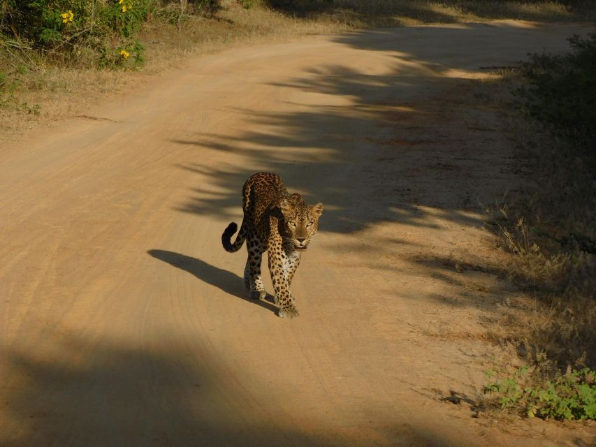 Yala Safari Tour from Hambantota Port area (Shore Excursion) - Yala National Park by Jeep: Off-Road Tracks, Photo Stops, Wildlife Viewing