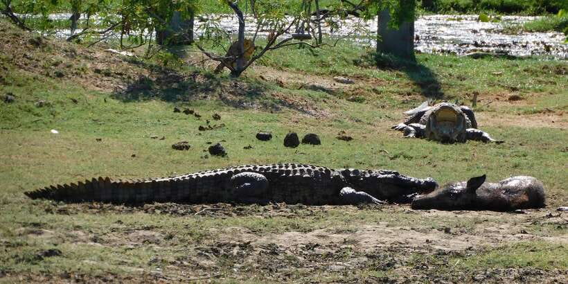 Yala Safari Tour from Hambantota Port area (Shore Excursion) - Comfort, Seat Belts, and the Jeep Step Problem