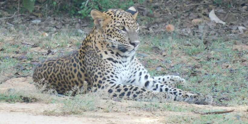 Yala Safari Tour from Hambantota Port area (Shore Excursion) - Timing Reality: Yala’s 12–2 Closure and the Waiting Game