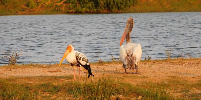Yala Safari Tour from Hambantota Port area (Shore Excursion) - Should You Book This Yala Safari from Hambantota Port?