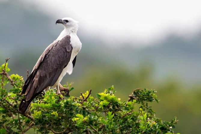 Yala Safari Tour from Hambantota Port by Ajith Safaris - Leopard odds, sloth bears, and what to expect when wildlife doesn’t cooperate