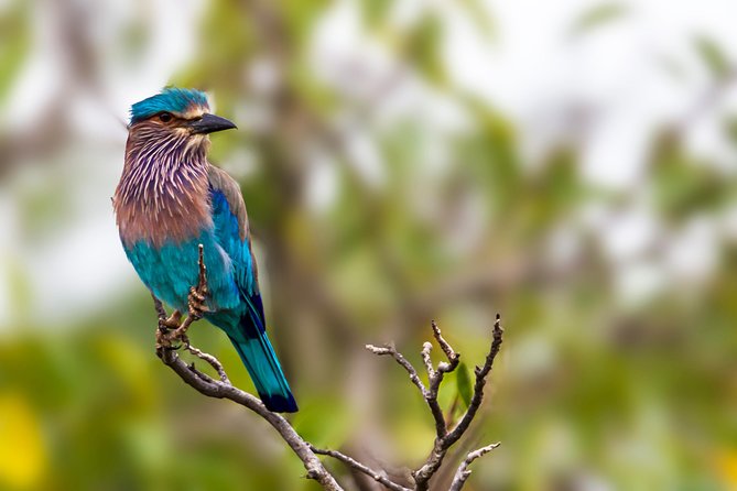 Yala Safari Tour from Hambantota Port by Ajith Safaris - Price and value: $50 plus the 13,000 LKR park entrance fee