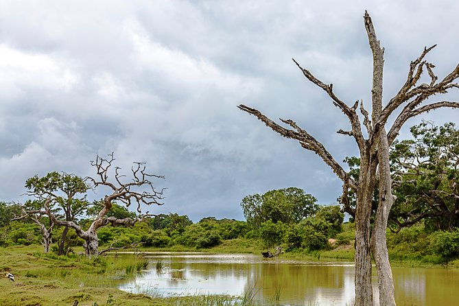Yala Safari Tour from Hambantota Port by Ajith Safaris - Group size, guides, and how to make the most of your time
