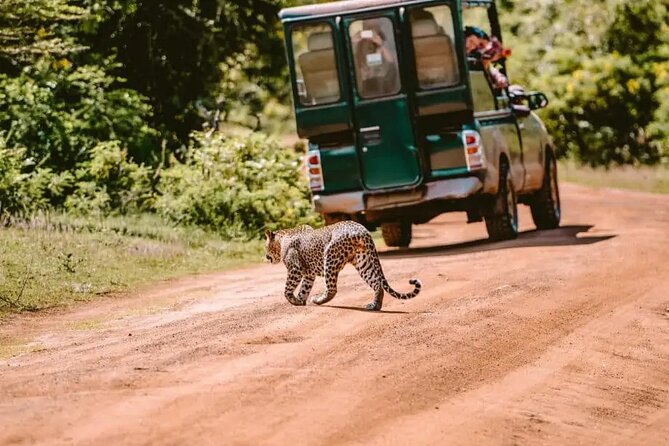 Yala Safari Tour from Hambantota Port by Ajith Safaris - Getting to the safari: direct port pickup, jeeps, and real timing