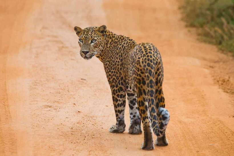 YALA SAFARI TOUR from TANGALLE/HIRIKETIYA/MIRISSA/GALLE - Key things to know before you go