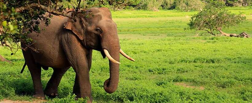 YALA SAFARI TOUR from TANGALLE/HIRIKETIYA/MIRISSA/GALLE - Price and Value: The $43 Ticket Plus the Park Fee