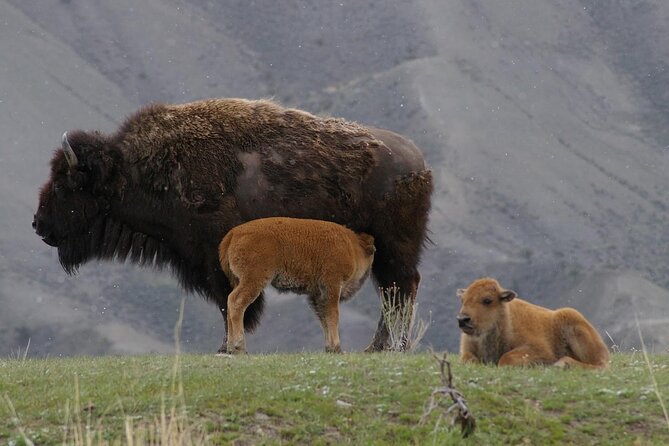 Yellowstone Upper Loop Wildlife Safari | Lamar Valley | PRIVATE - Key Highlights You’ll Care About