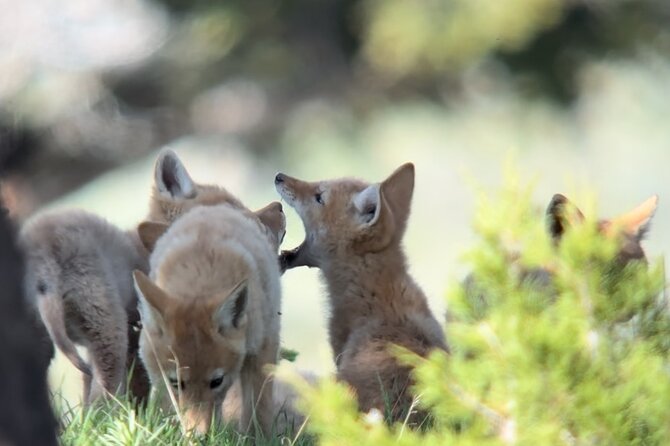 Yellowstone Upper Loop Wildlife Safari | Lamar Valley | PRIVATE - Why 6 AM Lamar Valley Sets the Pace