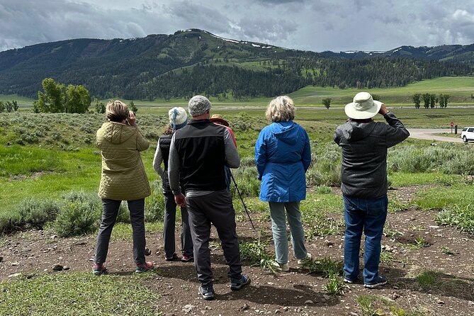 Yellowstone Upper Loop Wildlife Safari | Lamar Valley | PRIVATE - Grand Canyon of the Yellowstone: Big Waterfalls, Short and Powerful
