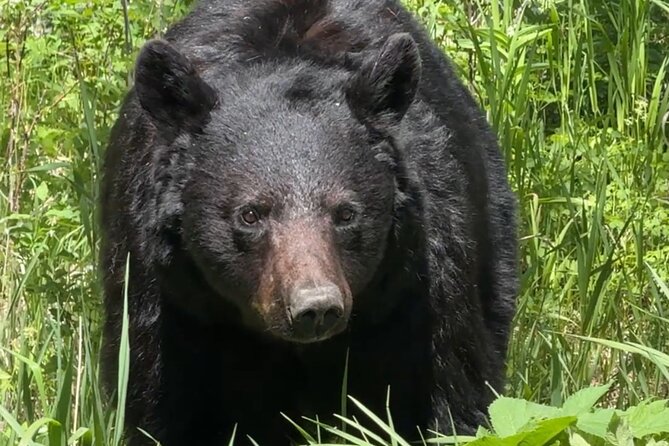 Yellowstone Upper Loop Wildlife Safari | Lamar Valley | PRIVATE - Private Safari Value: Pickup, Comfort, and Tools