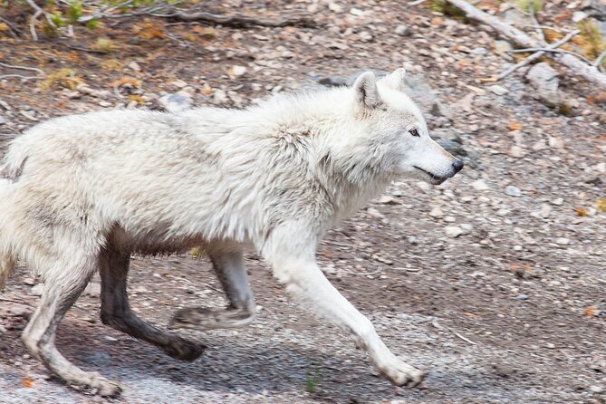 Yellowstone Wildlife Safari from Bozeman - Private Tour - The guide factor: how naturalist leadership changes your day