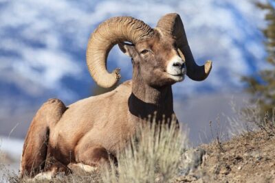 Yellowstone Wildlife Safari from Bozeman - Private Tour - Stop-by-stop: what each part is good for (and what to watch)