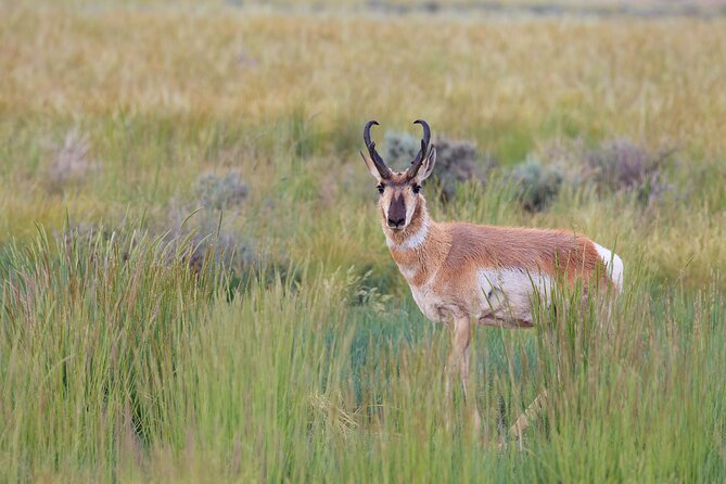 Yellowstone Wildlife Safari from Bozeman - Private Tour - What to pack so the long day stays comfortable