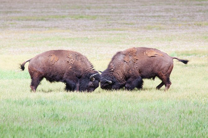 Yellowstone Wildlife Safari from Bozeman - Private Tour - Wildlife expectations: how to think like a safari hunter