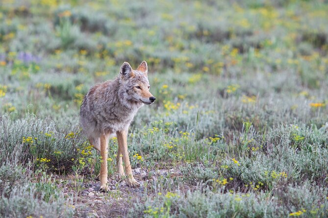 Yellowstone Wildlife Safari from Bozeman - Private Tour - Lunch, snacks, and the small comforts that matter