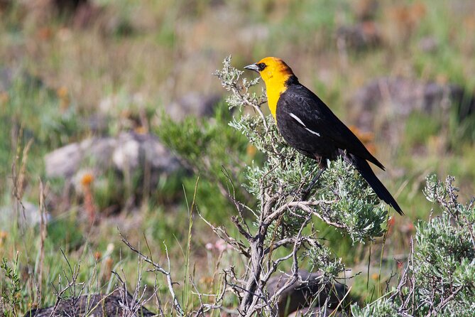 Yellowstone Wildlife Safari from Bozeman - Private Tour - Who should book this safari
