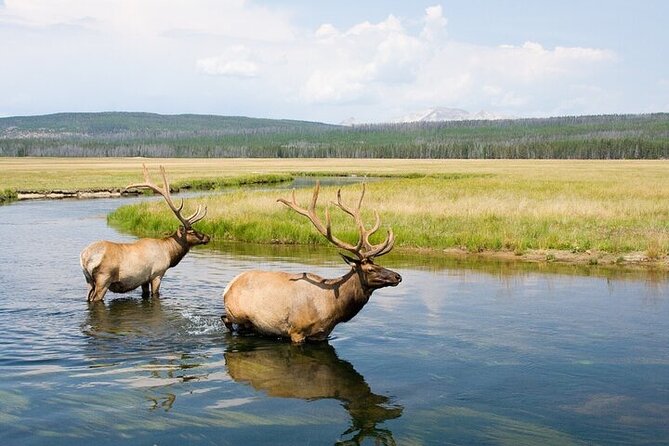 Yellowstone Wildlife Safari in Lamar Valley from Bozeman - Key things I’d circle before you book