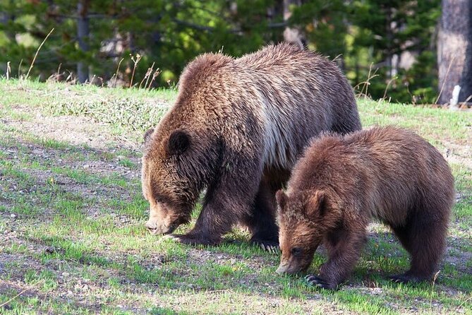 Yellowstone Wildlife Safari in Lamar Valley from Bozeman - 6:00 am Departure From Bozeman: Why the start time matters