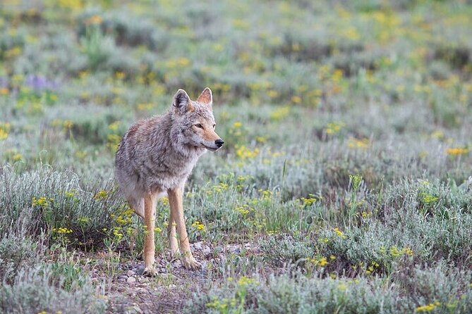Yellowstone Wildlife Safari in Lamar Valley from Bozeman - Petrified Tree: a geology stop that actually helps you look
