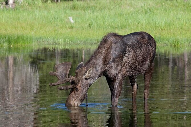 Yellowstone Wildlife Safari in Lamar Valley from Bozeman - Tower Fall and Mammoth Hot Springs: two northern stops with different vibes
