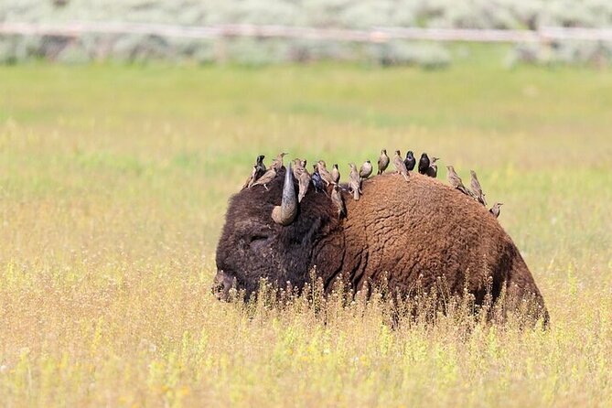 Yellowstone Wildlife Safari in Lamar Valley from Bozeman - Slough Creek scouting: where the “maybe” turns into “there it is”