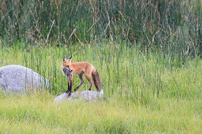 Yellowstone Wildlife Safari in Lamar Valley from Bozeman - Yellowstone River and Paradise Valley drive: the in-between scenes count