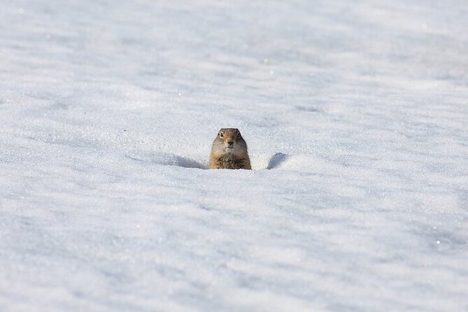 Yellowstone Winter Wildlife Safari from Bozeman - Water and Wildlife Corridors: Tower Fall and the Yellowstone River