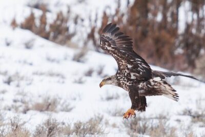 Yellowstone Winter Wildlife Safari from Bozeman - Small Group Size (Max 8) and the Wildlife-Spotting Tools