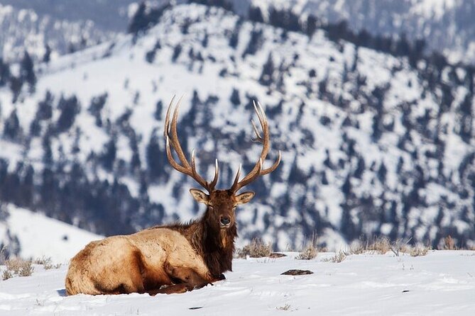 Yellowstone Winter Wildlife Safari from Bozeman - Slough Creek to Lamar Valley: Where Winter Wildlife Shows Up