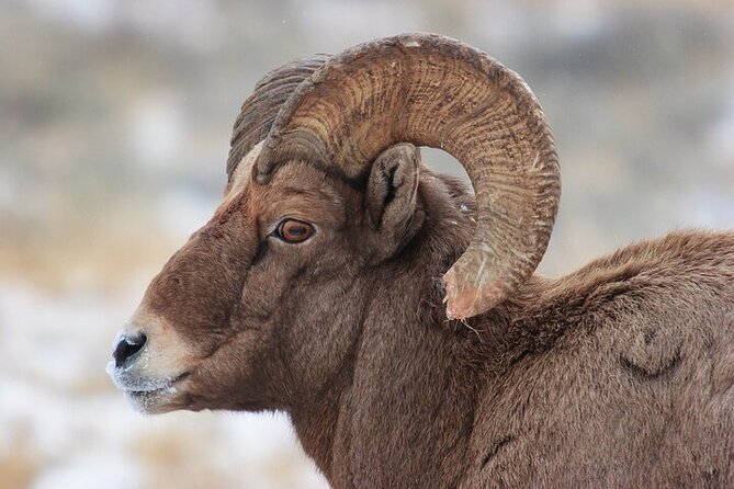 Yellowstone Winter Wildlife Safari from Bozeman - Albright Visitor Center and Roosevelt Arch Stops for Park Context