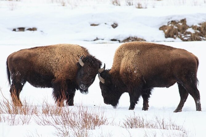 Yellowstone Winter Wildlife Safari from Bozeman - Finishing in Paradise Valley and the North Entrance Gate