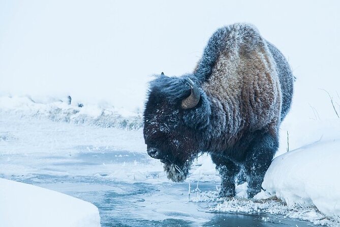 Yellowstone Winter Wildlife Safari from Bozeman - Food, Snacks, and Bathroom Breaks: Staying Comfortable All Day