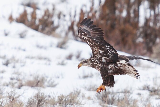 Yellowstone Winter Wildlife Safari from Bozeman - Small Group Size (Max 8) and the Wildlife-Spotting Tools