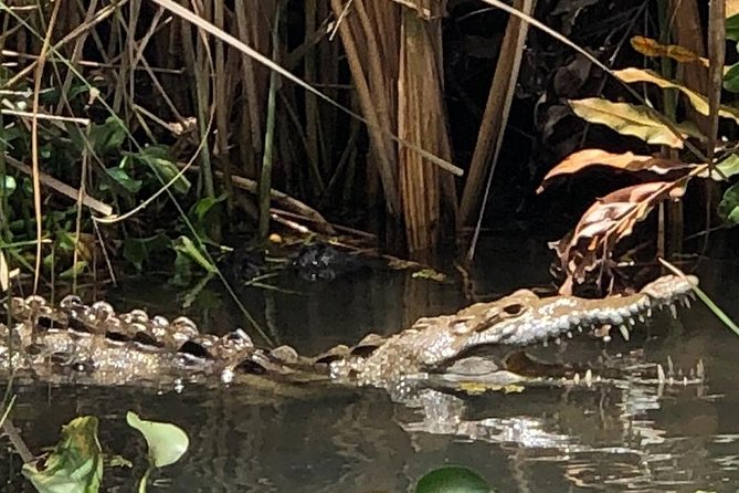 YS Falls, Black River Safari, Appleton Rum Tour OR Pelican Bar (Choose Up to 3) - Key things to know before you go