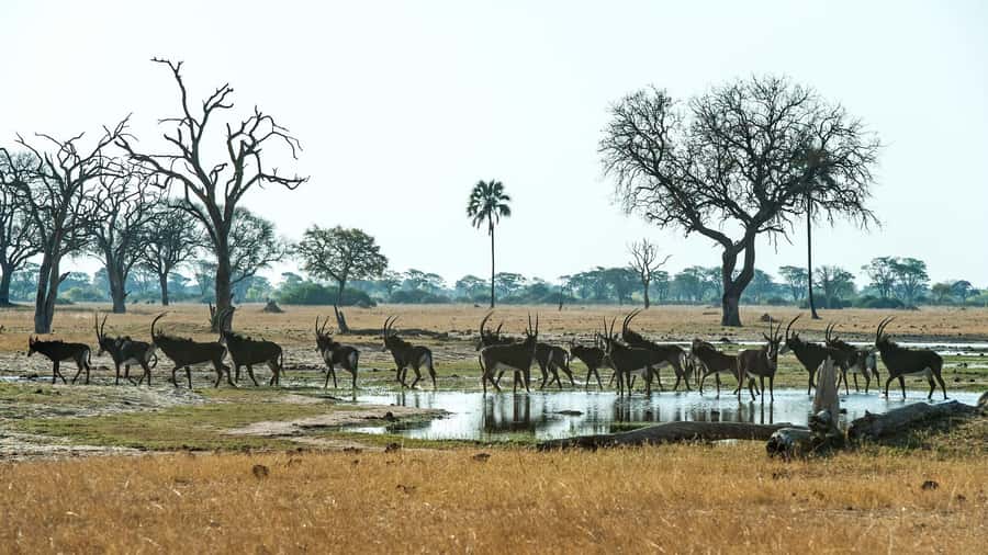 Zambezi National Park Game Drive in a Small Group - Key Things You’ll Notice on This Zambezi Game Drive