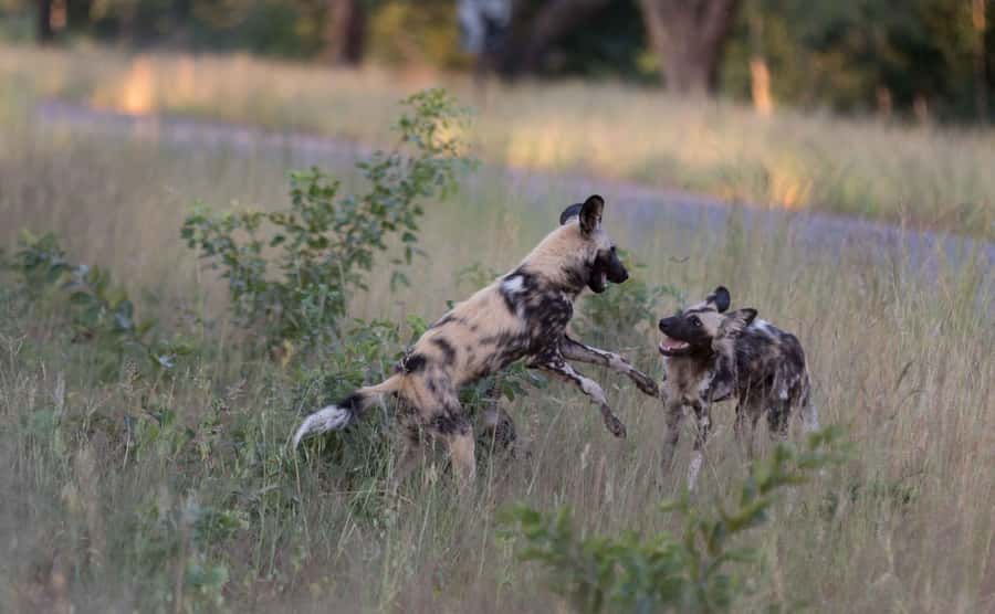 Zambezi National Park Game Drive in a Small Group - How the 3 Hours Actually Play Out in the Bush
