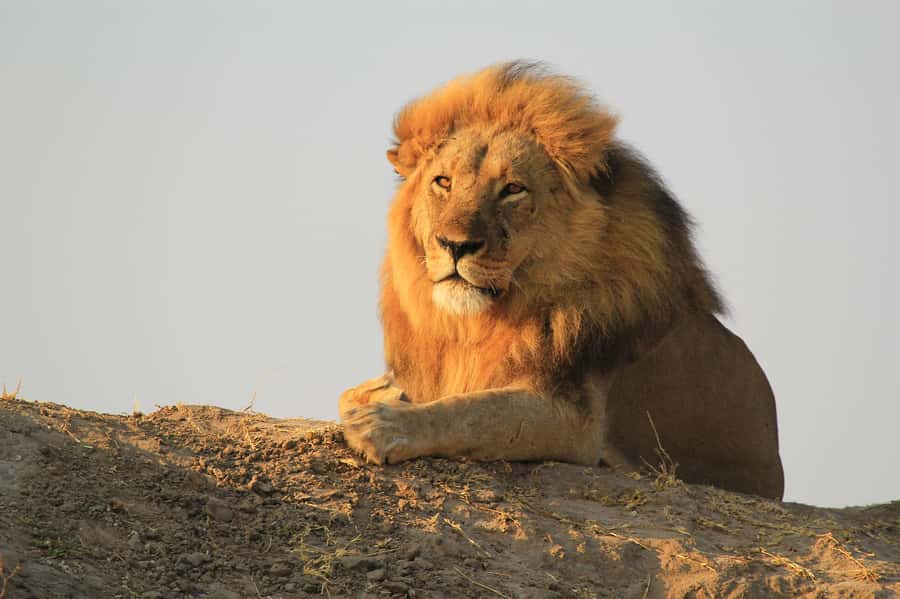 Zambezi National Park Game Drive in a Small Group - Afternoon Safari at 1500: Snacks, Slower Pace, Great Light
